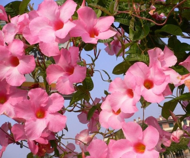 Блестящая мандевилла (Mandevilla splendens)